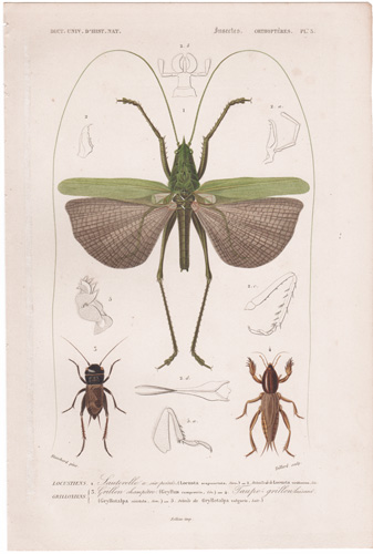 Locust, Field Cricket, Mole Cricket